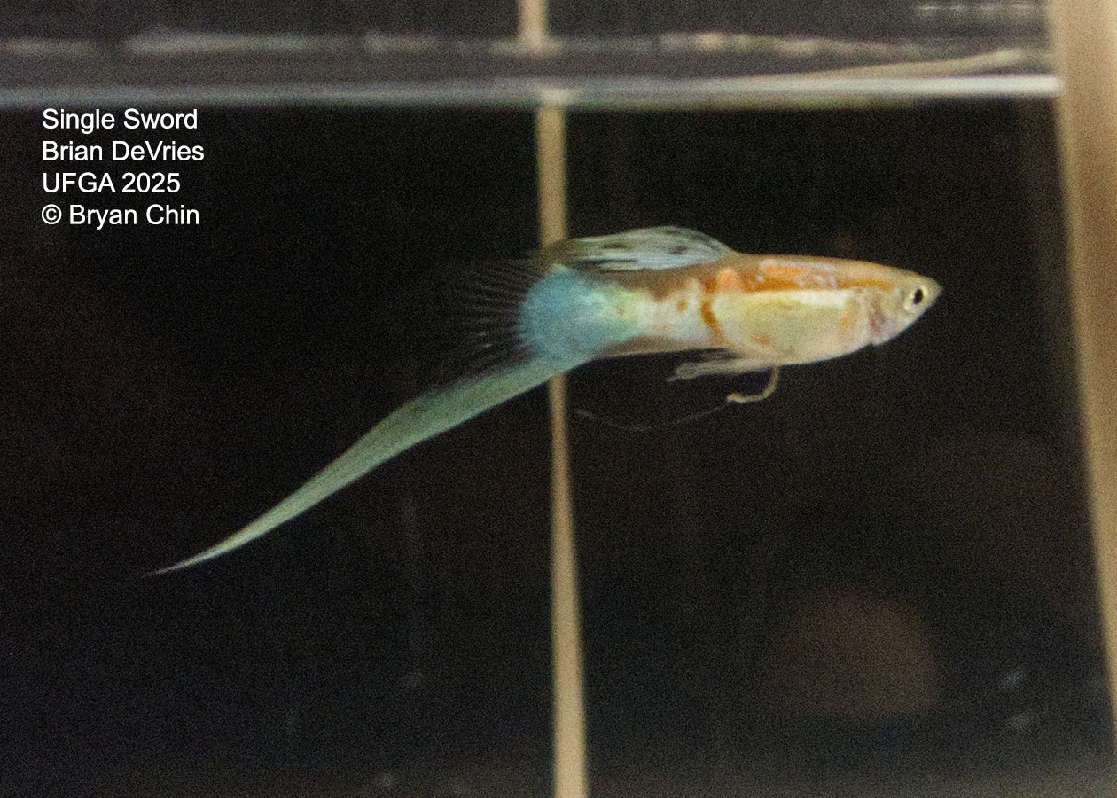 Guppy Single Swordtail